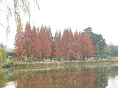 -白鹭湾湿地公园