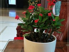 -岳阳阿波罗御庭酒店(岳阳楼区南湖广场店)