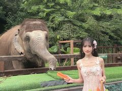 -野象谷景区