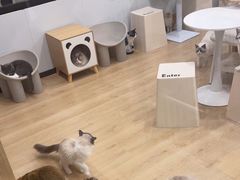 -有喵·猫咖·狗咖·30几只猫10只小狗(岗厦店)