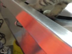 -哆趣宠物医院·眼科·内镜·急重症转诊中心(上海店)