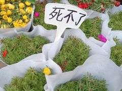 -花鸟鱼虫鲜花绿植市场(玉泉路店)