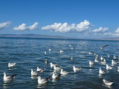 -青海湖国家重点风景名胜区