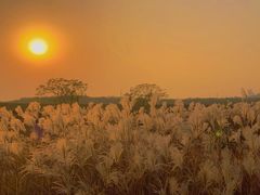 -盘龙城国家考古遗址公园