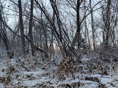 -长白山红松王滑雪场