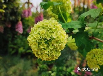 在这里又看到了木绣球，还看到了专门属于他的牌子