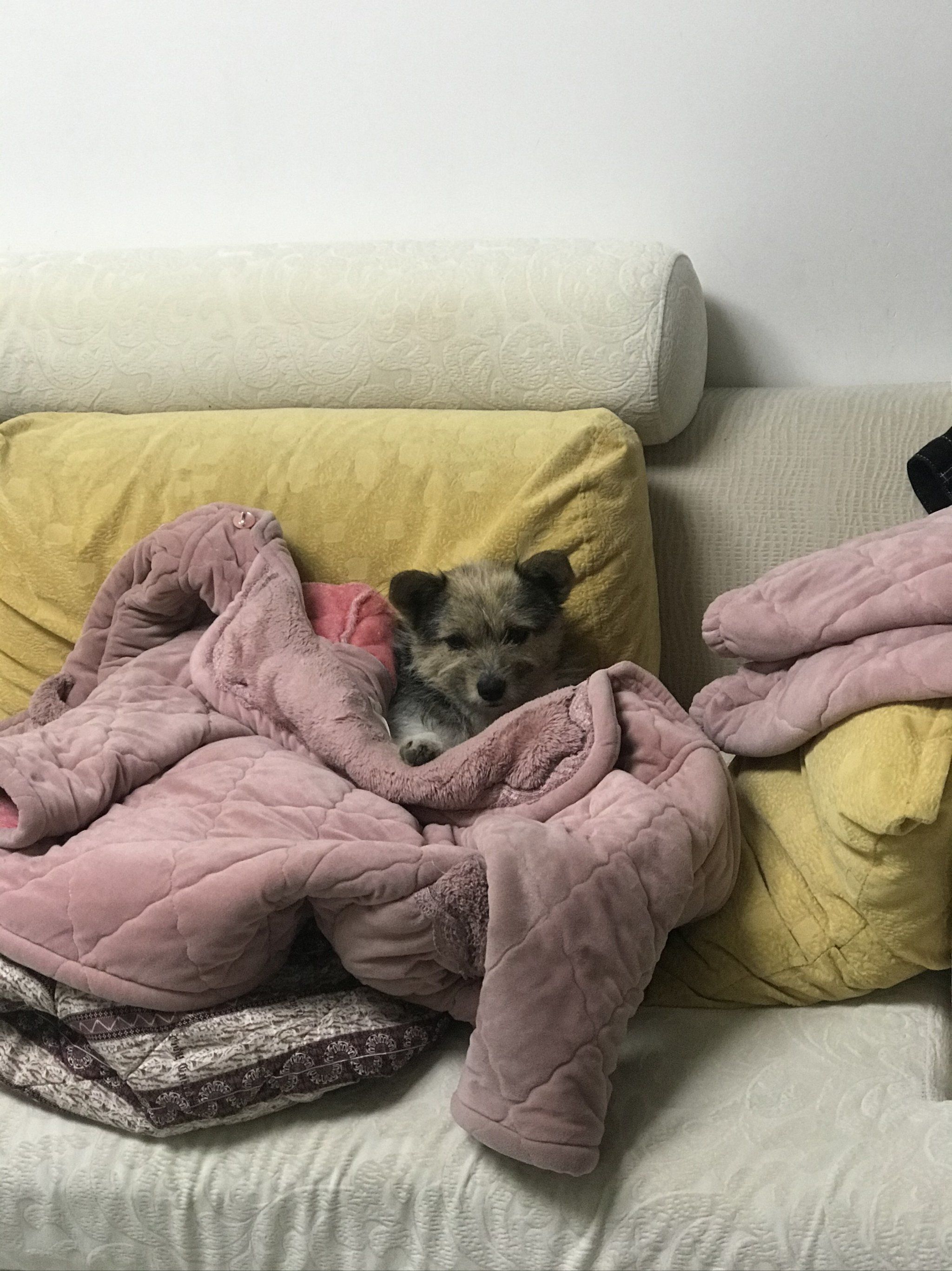 可爱死了,冬天怕冷钻被窝,夏天怕热要开空调!