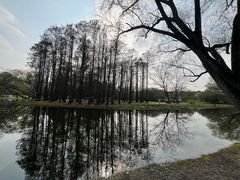 -上海共青森林公园