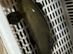 -姚记抚仙湖石锅鱼庄