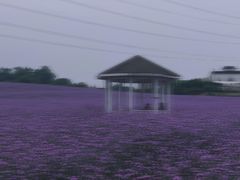 -紫颐香薰山谷景区