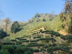 -十八棵（老龙井）御茶园(老龙井店)