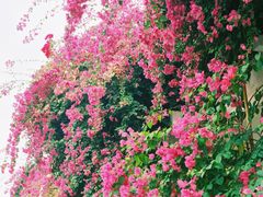 -三亚南山文化旅游区