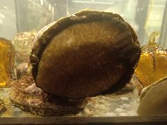 -甄御•海鲜新青岛菜(麦岛店)