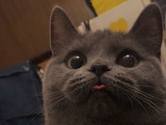 -喵zoo家庭繁育猫舍(尖东智能花园店)