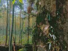 -龙坞茶村