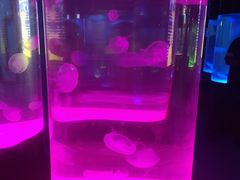 -沙沙哗啦海洋馆(华宇百花谷店)