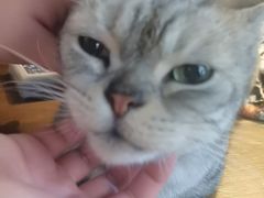 -猫猫幼稚园·撸猫·桌游·电玩