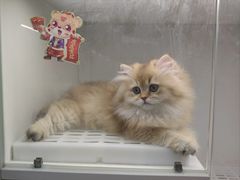 -lincat·猫舍(广州店)