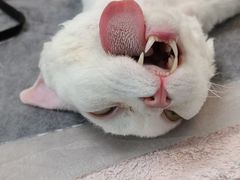-嘉馨宠物医院·CT影像转诊·心脏科·犬猫全科诊疗中心(下沙大学城院区)