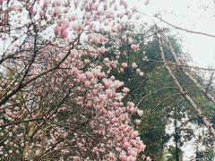 -重庆彩云湖湿地公园