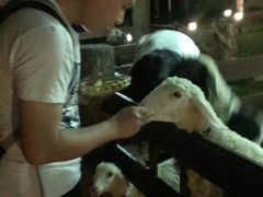 -清迈夜间动物园