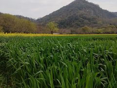 -八卦田遗址公园