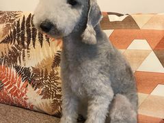 -帕帕拉兹宠物(亚洲旗舰店)