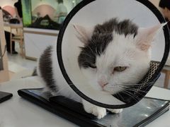 -喵园·猫主题咖啡厅·撸猫·猫咖(国贸店)