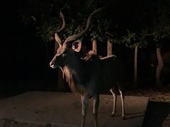 -清迈夜间动物园