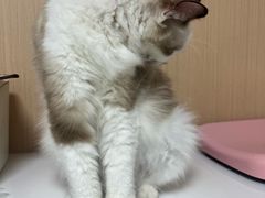 -谐和贝康宠物医院24小时·宠保定点(急重症转诊中心)