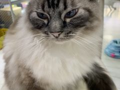 -喵的天空名猫咖啡馆·撸猫·猫舍·用品