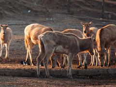 -盐城丹顶鹤湿地生态旅游区