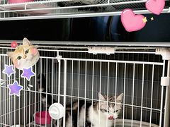 -翊宠yipet猫狗购宠庄园犬舍•猫舍
