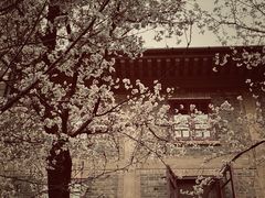-武汉大学-樱园
