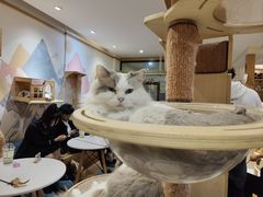 -滚猫咖啡·猫咖·猫友好撸猫(未来城店)