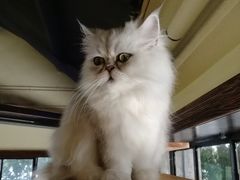 -more than meow吴止猫主题餐厅(承德 中船汇店)