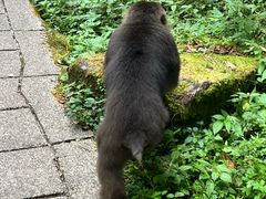 -西岭雪山大飞水景区