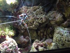-悉尼海洋生物水族馆