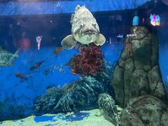 -成都浩海立方海洋公园
