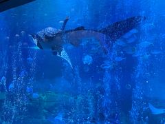 -烟台海昌鲸鲨海洋公园