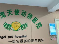 -天使宠物医院·犬猫分诊(彩虹店)