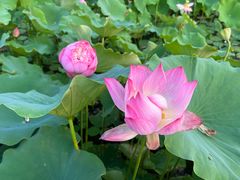 -莲花池公园