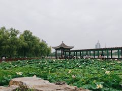 -莲花池公园