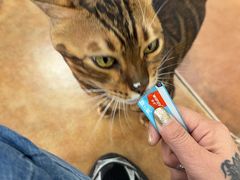 -糯米喵星人总部直营旗舰店·猫舍·幼猫出售