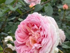 -人民公园(罗湖区)