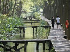 -合肥滨湖国家森林公园