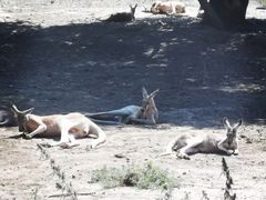 -新疆天山野生动物园