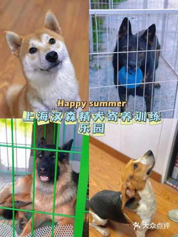 沪上超棒的狗狗寄养训练乐园