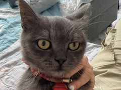 -爱佳宠物中心医院·骨外科·猫专科·急重症(瑶海万达店)