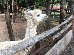 -清迈夜间动物园